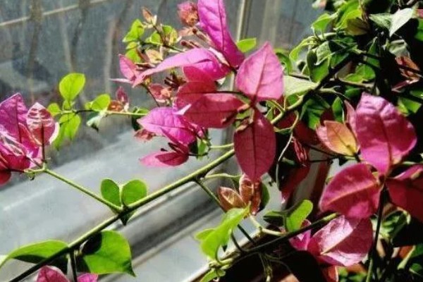 三角梅不开花的原因与处理方法，可能是缺乏修剪