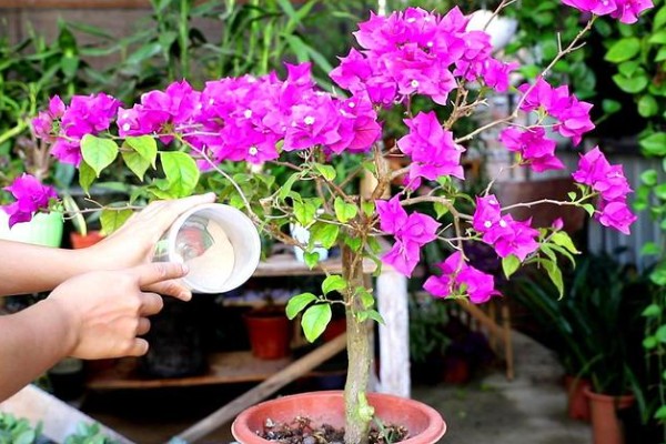 三角梅不开花的原因与处理方法，可能是缺乏修剪