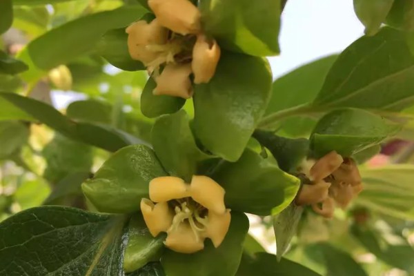 柿子树的开花时间,在5-6月份
