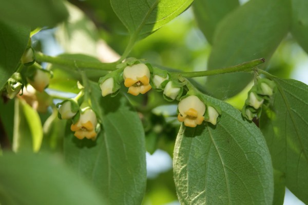 柿子树的开花时间,在5-6月份