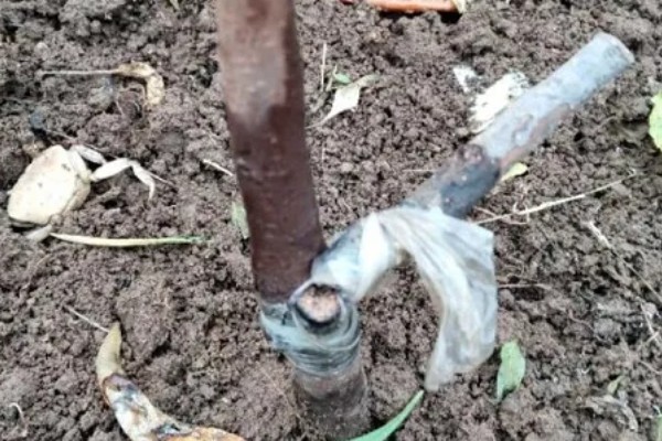 柿子树的开花时间,在5-6月份
