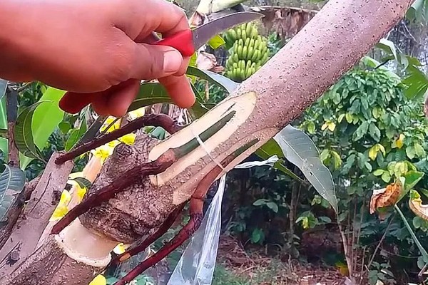 柿子树的开花时间,在5-6月份