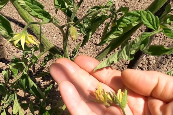 番茄的落花落果原因及预防方法，可能是温度异常所致