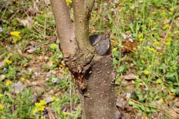 柿子树的开花时间,在5-6月份