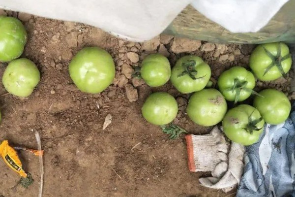 番茄的落花落果原因及预防方法，可能是温度异常所致