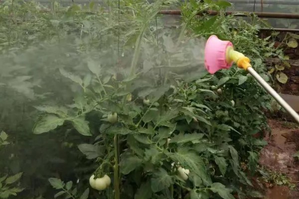 番茄的落花落果原因及预防方法，可能是温度异常所致