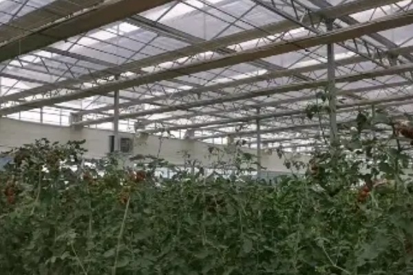 番茄的落花落果原因及预防方法，可能是温度异常所致