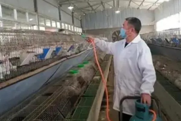 兔子耳痒病的防治方式,可用敌百虫等药物涂抹患处及周围