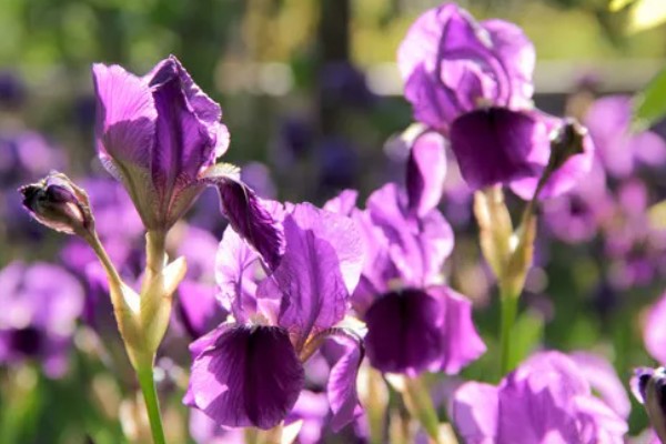 紫色鸢尾花的花语,寓意高雅浪漫、幸福美满等