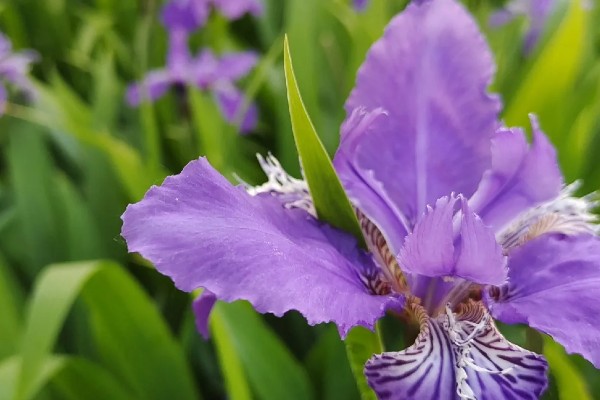 紫色鸢尾花的花语,寓意高雅浪漫、幸福美满等