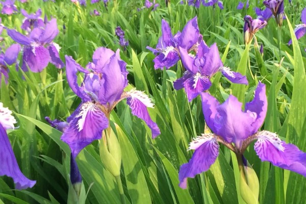 紫色鸢尾花的花语,寓意高雅浪漫、幸福美满等