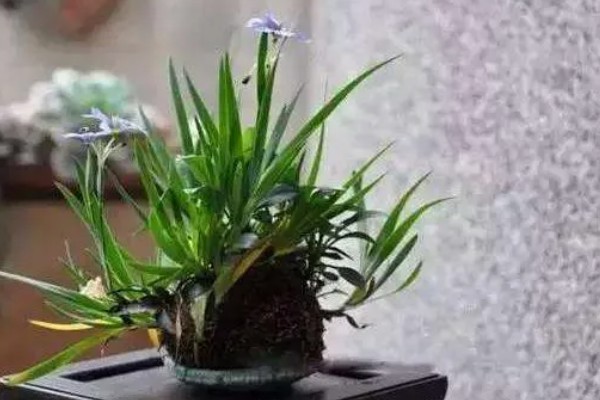 紫色鸢尾花的花语,寓意高雅浪漫、幸福美满等