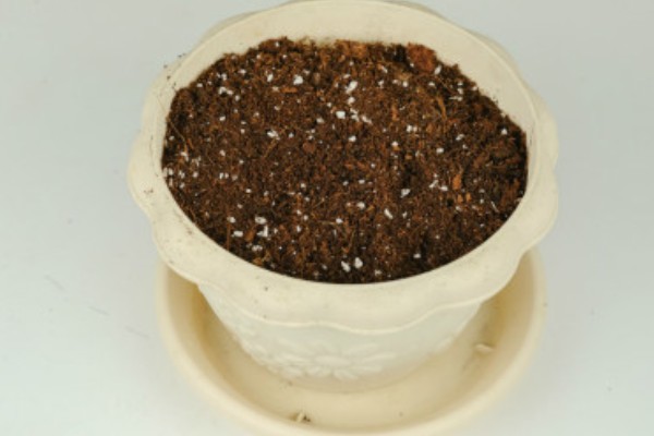旱荷花种子的种植方法，将发芽露白的种子均匀的播撒到土壤中