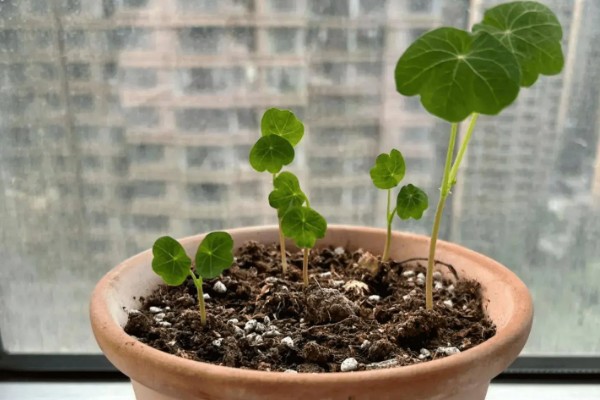 旱荷花种子的种植方法，将发芽露白的种子均匀的播撒到土壤中