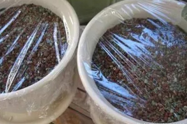 旱荷花种子的种植方法，将发芽露白的种子均匀的播撒到土壤中
