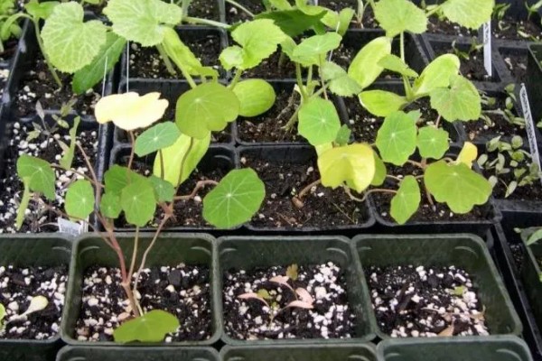 旱荷花种子的种植方法，将发芽露白的种子均匀的播撒到土壤中