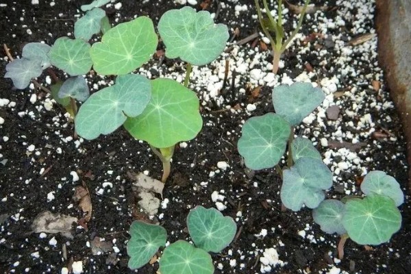 旱荷花种子的种植方法，将发芽露白的种子均匀的播撒到土壤中