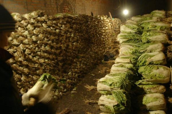 白菜怎么储存过冬，把温度保持在零下1℃至1℃
