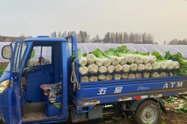 白菜怎么储存过冬，把温度保持在零下1℃至1℃