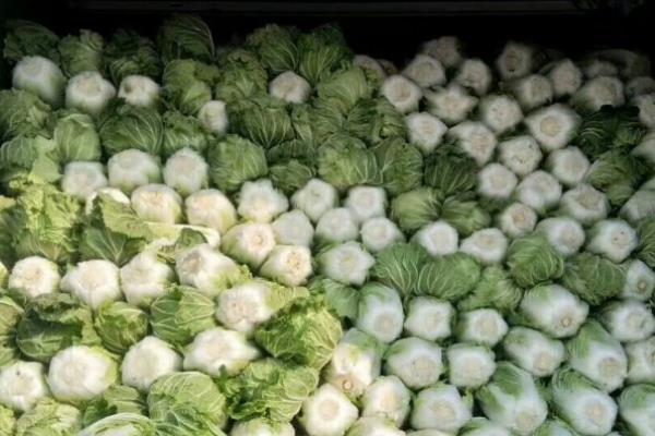 白菜怎么储存过冬，把温度保持在零下1℃至1℃