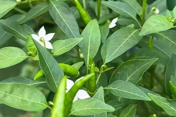 辣椒盛果期的适宜温度，通常以25-28℃为宜