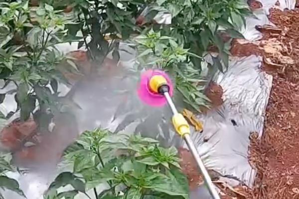 辣椒盛果期的适宜温度，通常以25-28℃为宜