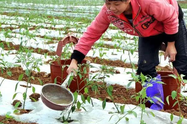 辣椒盛果期的适宜温度，通常以25-28℃为宜