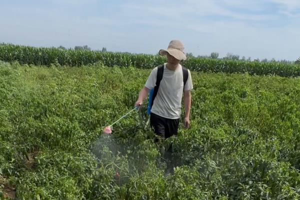 辣椒盛果期的适宜温度，通常以25-28℃为宜
