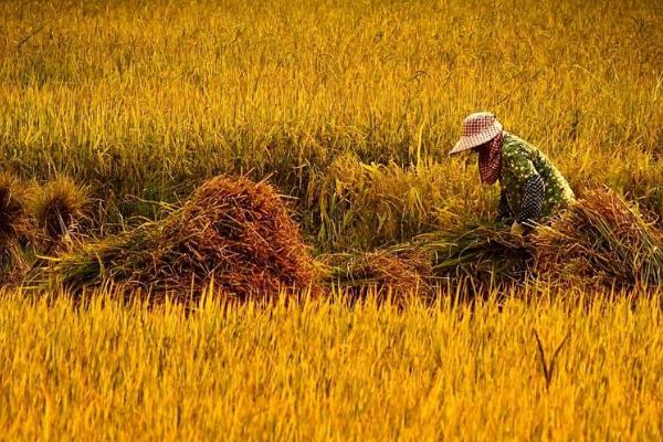 芒种有哪些农事活动,可播种豇豆、苋菜等