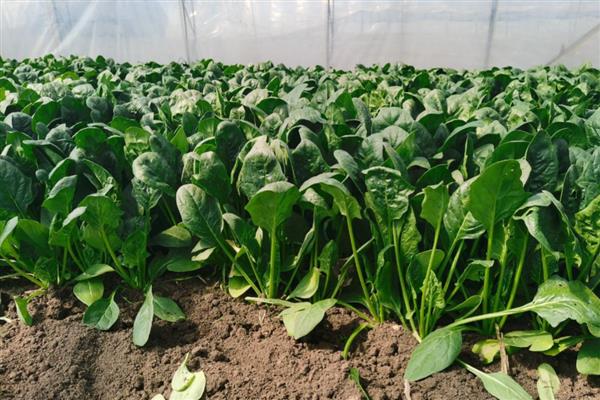 如何露天种植越冬菠菜，封冻前浇一次封冻水