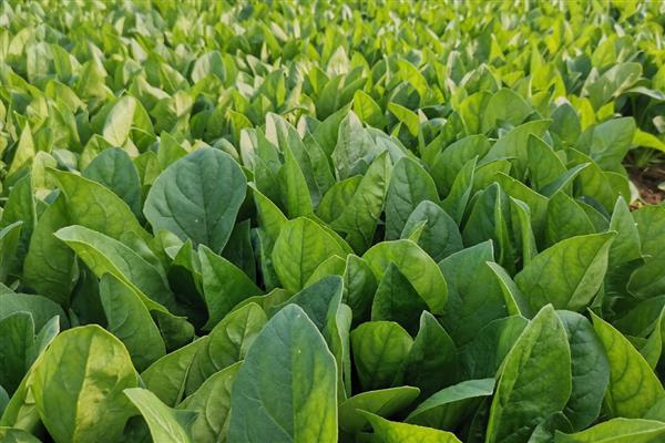 如何露天种植越冬菠菜，封冻前浇一次封冻水