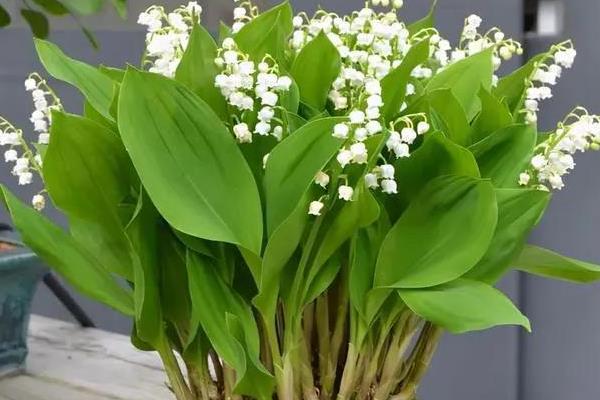 铃兰花如何种植，可播种种植
