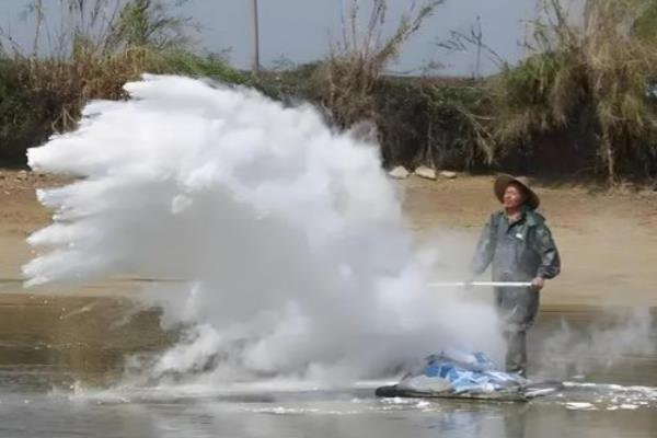 牛蛙的养殖技术,放养前用生石灰对池塘进行消毒