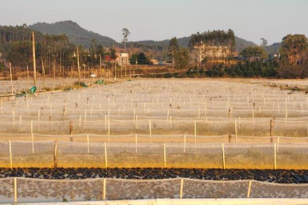 牛蛙的养殖技术,放养前用生石灰对池塘进行消毒