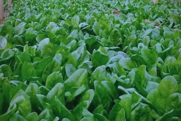如何露天种植越冬菠菜，封冻前浇一次封冻水