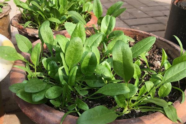 如何露天种植越冬菠菜，封冻前浇一次封冻水