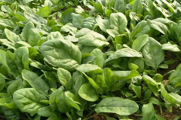 如何露天种植越冬菠菜，封冻前浇一次封冻水