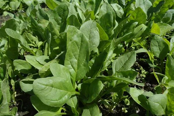 如何露天种植越冬菠菜，封冻前浇一次封冻水