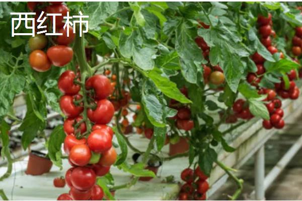 四月份适合种哪种农作物，可以种丝瓜、白菜等