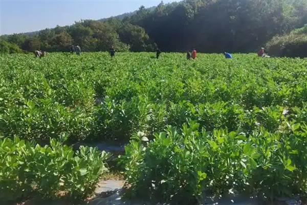 蚕豆是直根系植物吗,蚕豆是直根系
