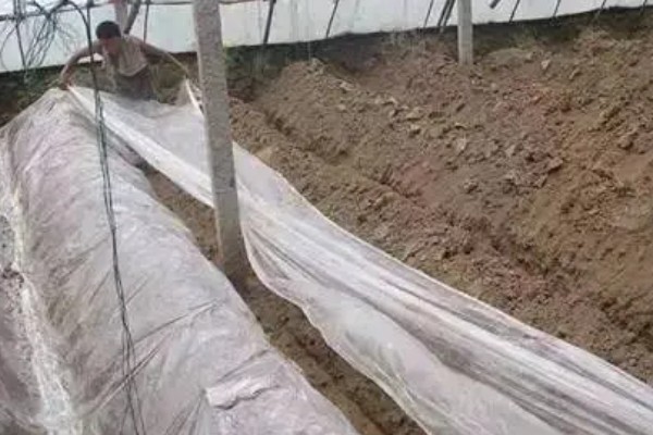 羊肚菌怎么进行脱袋种植,把菌棒排列在床土上并喷水