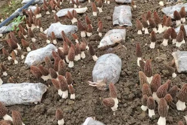 羊肚菌怎么进行脱袋种植,把菌棒排列在床土上并喷水