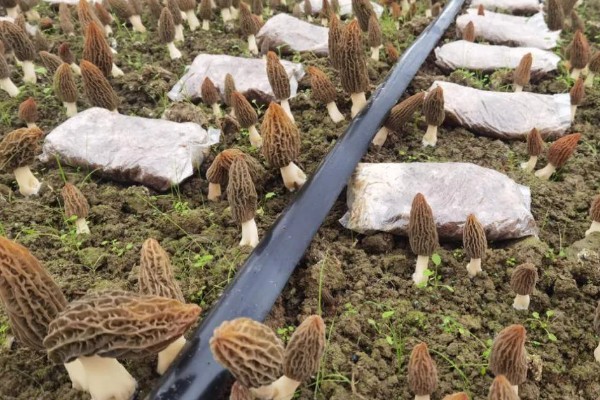 羊肚菌怎么进行脱袋种植,把菌棒排列在床土上并喷水