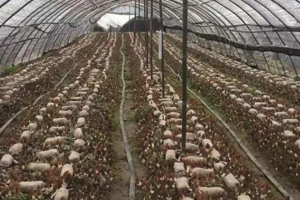 羊肚菌怎么进行脱袋种植,把菌棒排列在床土上并喷水