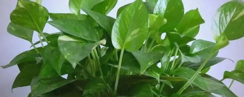 绿萝叶子为什么有水珠，可能是养殖植株的环境过于潮湿