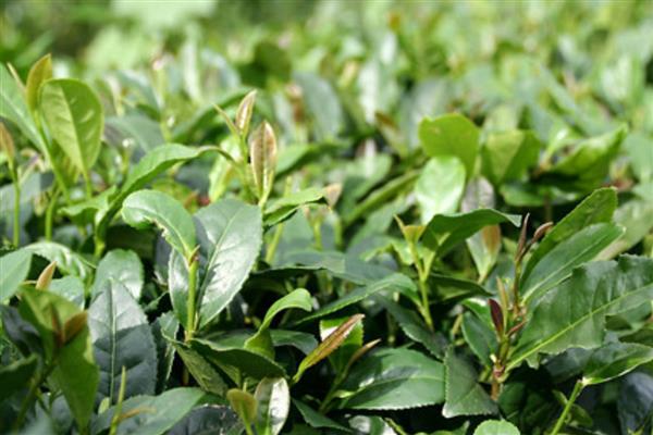 茶树的简介,是一种经济树种