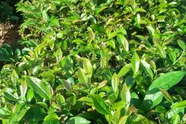 茶树的简介,是一种经济树种
