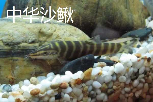 泥鳅是不是鱼类,属于小型底层鱼类