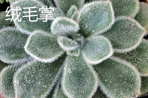 石莲花的种类介绍,有绒毛掌、美丽石莲花等