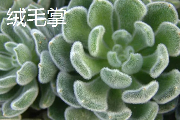 石莲花的种类介绍,有绒毛掌、美丽石莲花等
